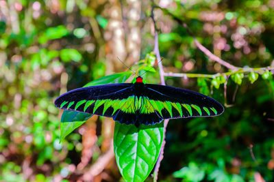 Close-up of butterfly on leaf