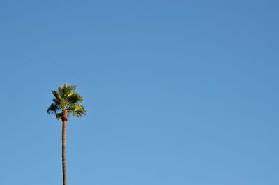 Low angle view of palm tree against blue sky