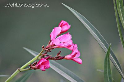 Close-up of pink flower