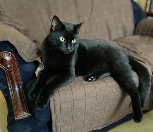 Portrait of cat relaxing on sofa at home
