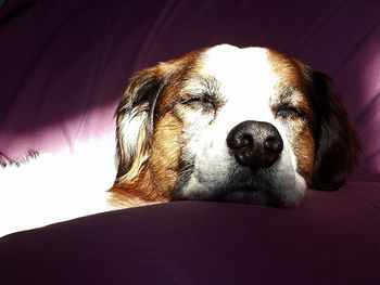 Close-up of a dog