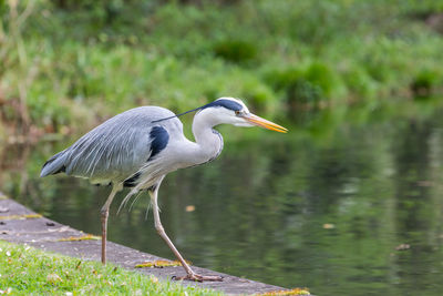 High angle view of gray heron perching on a land