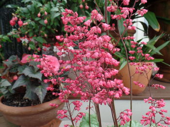 Close-up of pink flowers in pot