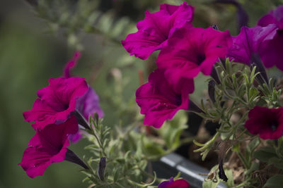 Close-up of pink flowers blooming outdoors