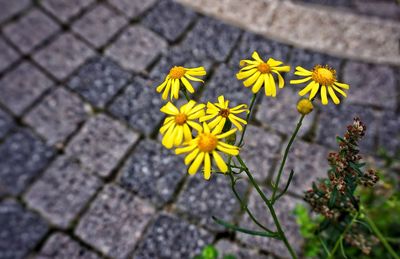 Close-up of yellow flowers blooming outdoors