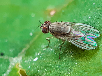 Close-up of housefly