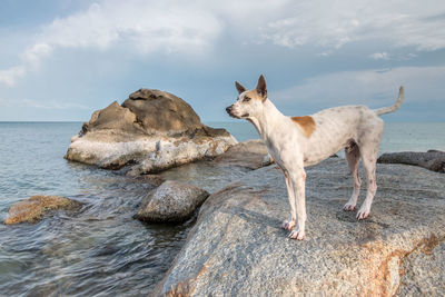 Horse on sea shore against sky