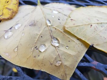Close-up of raindrops on leaves