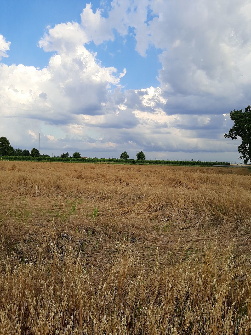 FIELD AGAINST SKY