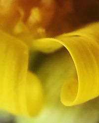 Close-up of yellow flower