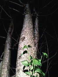 Close-up of tree trunk in forest