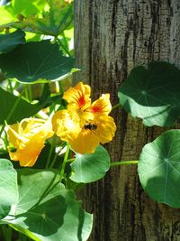 Close-up of yellow flower