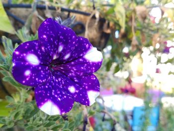 Close-up of purple flower blooming outdoors