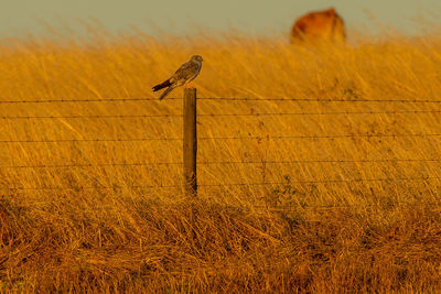 Bird perching on wooden post on field