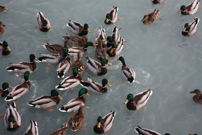 Flock of swans