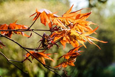 Close-up of orange maple leaves on tree