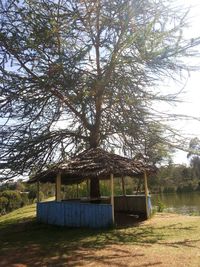 Trees on grassy field