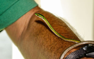 Cropped image of hand with green snake