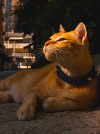 Close-up of a cat looking away