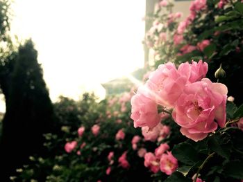 Close-up of pink flower