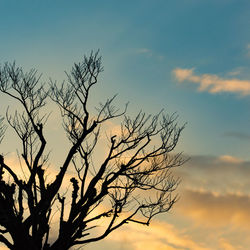 Low angle view of silhouette bare tree against sky during sunset