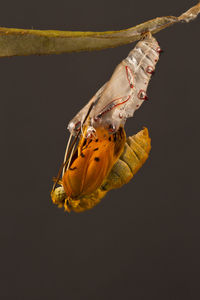 Close-up of caterpillar on twig against gray background