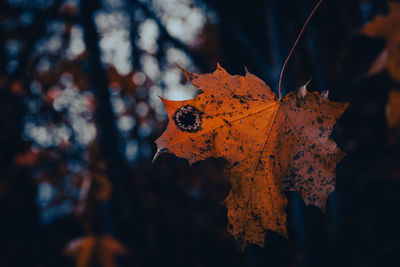 Close-up of dried autumn leaves