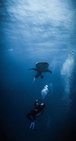 Man swimming below fish in sea