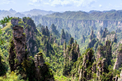 Panoramic view of trees on mountain