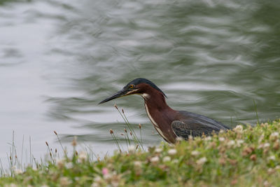 Green heron searching for food on the shore of a pond.