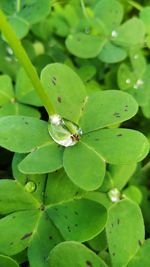 High angle view of insect on leaf
