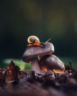 Close-up of snail