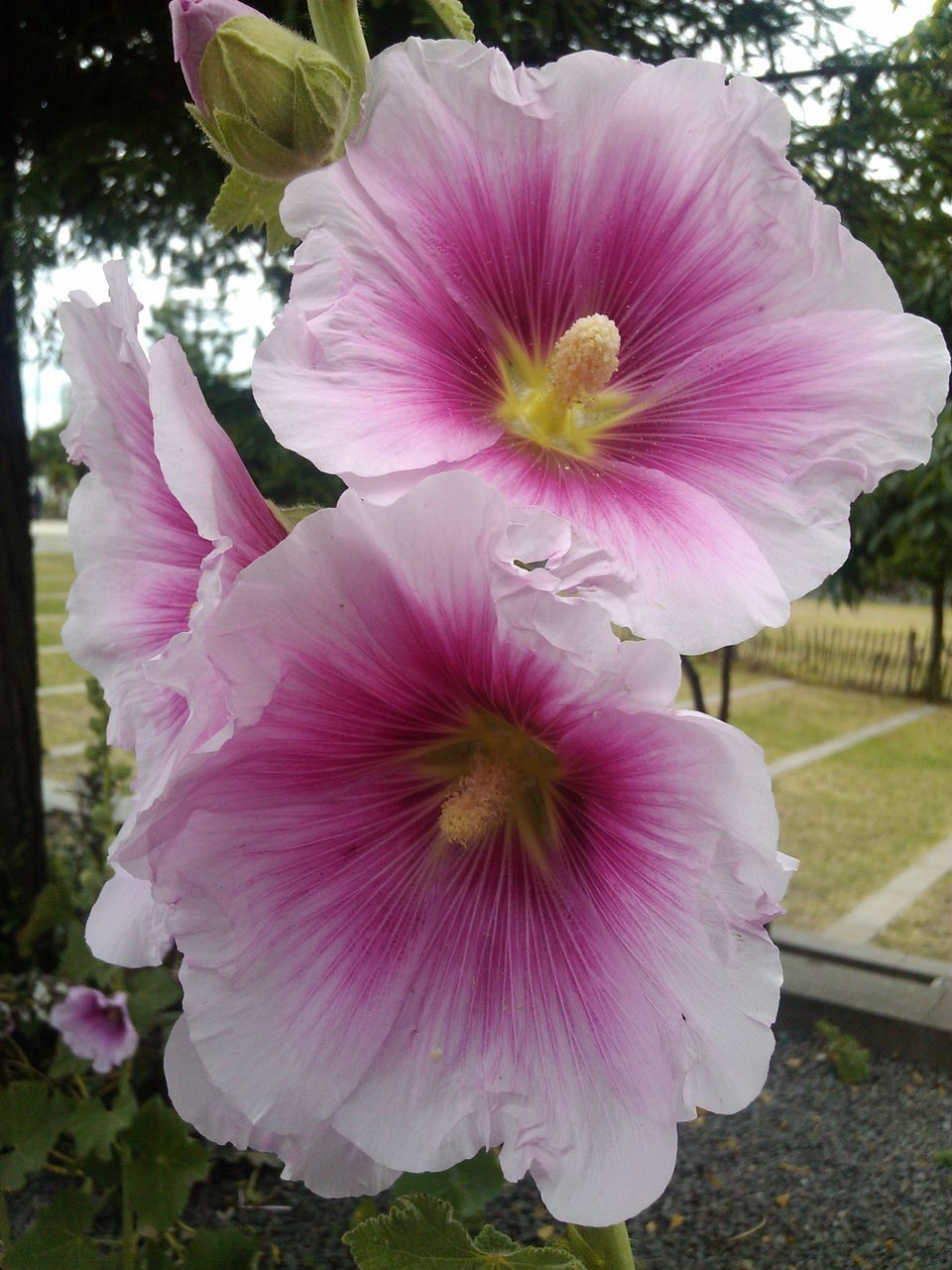 flower, petal, freshness, pink color, fragility, flower head, growth, beauty in nature, close-up, nature, blooming, pink, plant, focus on foreground, in bloom, park - man made space, purple, blossom, day, outdoors