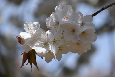 Close-up of cherry blossoms