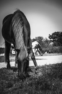 Horse grazing on field