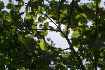 Low angle view of tree