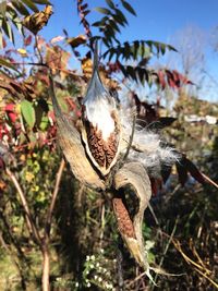 Close-up of wilted plant