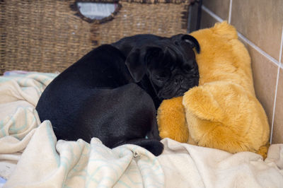 Black pug sleeping with teddy bear on bed at home