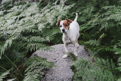 Portrait of cute puppy standing on rock amidst plants in forest