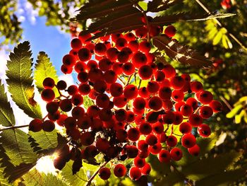 Low angle view of berries on tree against sky