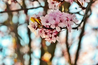 Close-up of cherry blossoms in spring