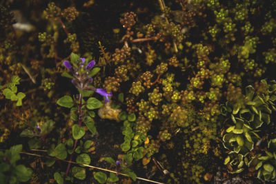 Close-up of flowers blooming outdoors