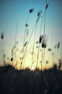 Close-up of flowering plant on field against sky during sunset