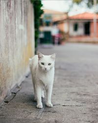 Portrait of cat on street