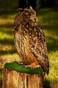 Close-up of eagle owl perching on wood