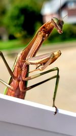 Mantis cleaning himself