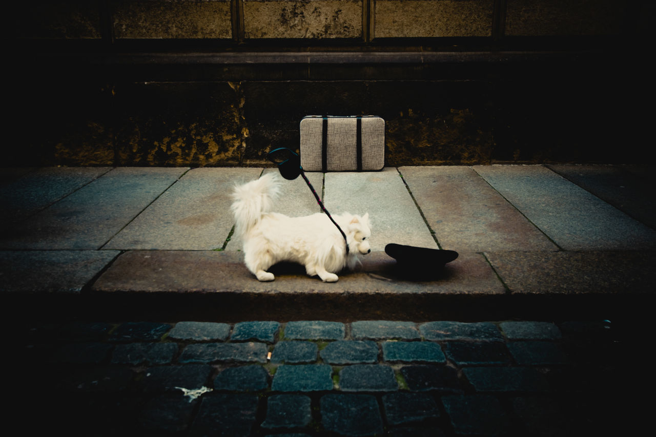 HIGH ANGLE VIEW OF DOG SITTING ON FOOTPATH BY SIDEWALK