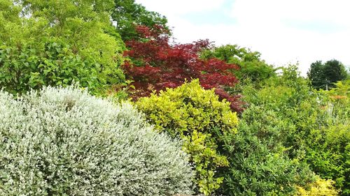 Flowering plants in park