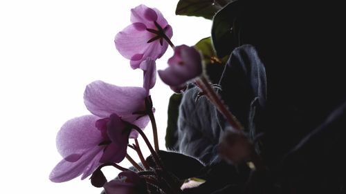 Close-up of flowers