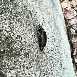 Close-up of insects on white surface